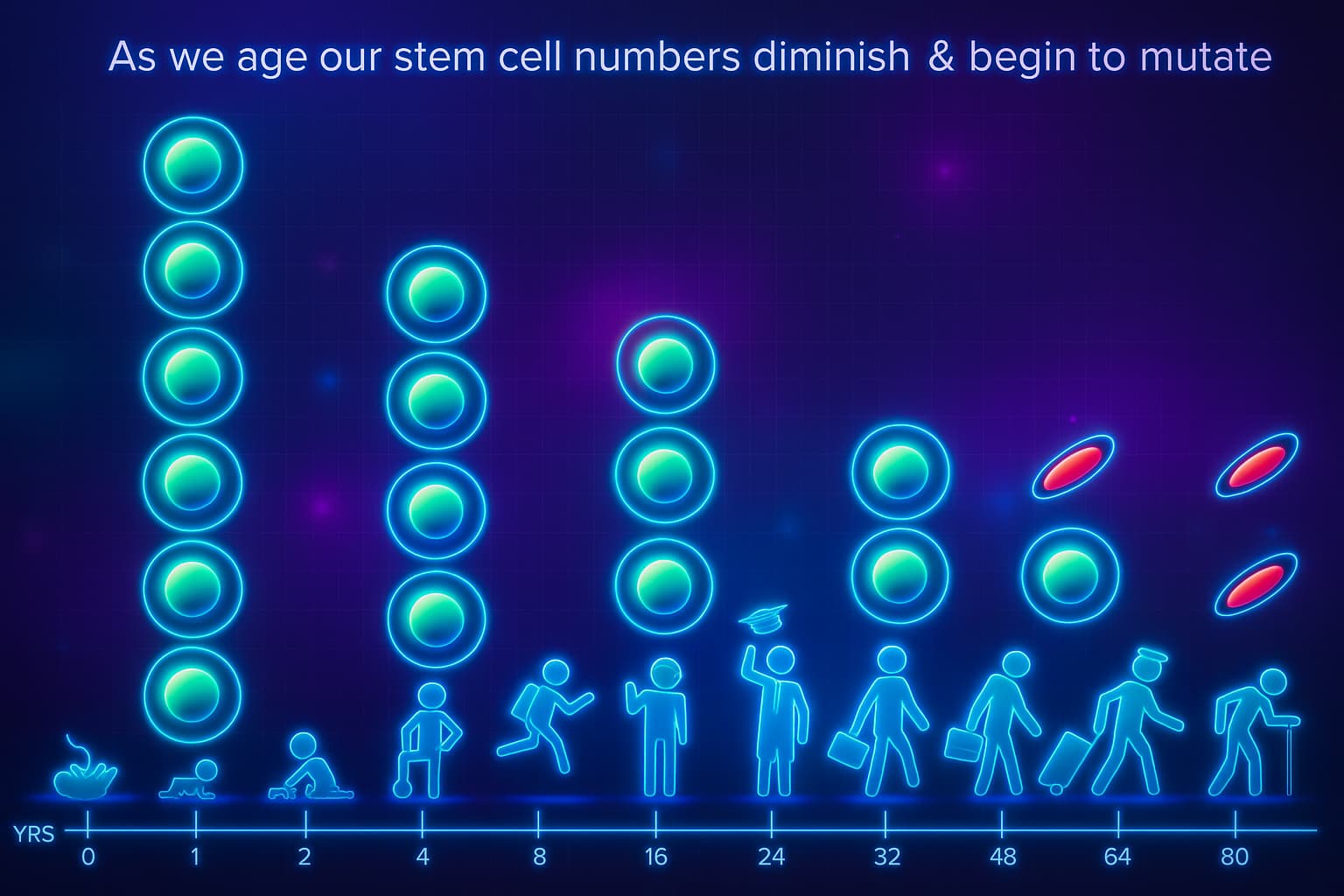 Graph or illustration showing the decline in stem cell quantity and function over time — from youth to old age. Depicts fewer active stem cells in aging tissues like bone marrow, muscle, and brain. Keywords: stem cell exhaustion, aging and stem cells, regenerative decline, longevity, stem cell aging curve