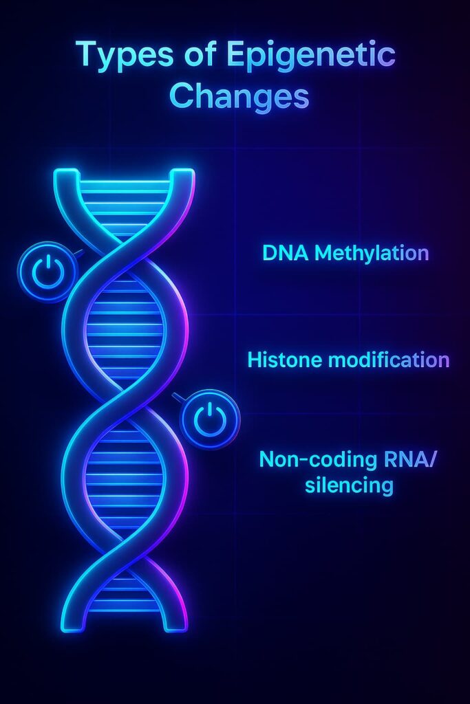 Diagram of types of epigenetic changes including DNA methylation, histone acetylation, and chromatin remodeling—highlighting their role in gene expression, aging, and longevity regulation