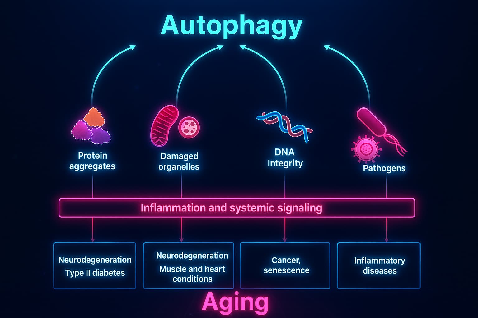Illustration showing the effects of impaired autophagy in aging cells, including protein aggregation, damaged mitochondria, inflammation, and cellular dysfunction—highlighting the connection between autophagy decline, aging, and loss of cellular resilience.