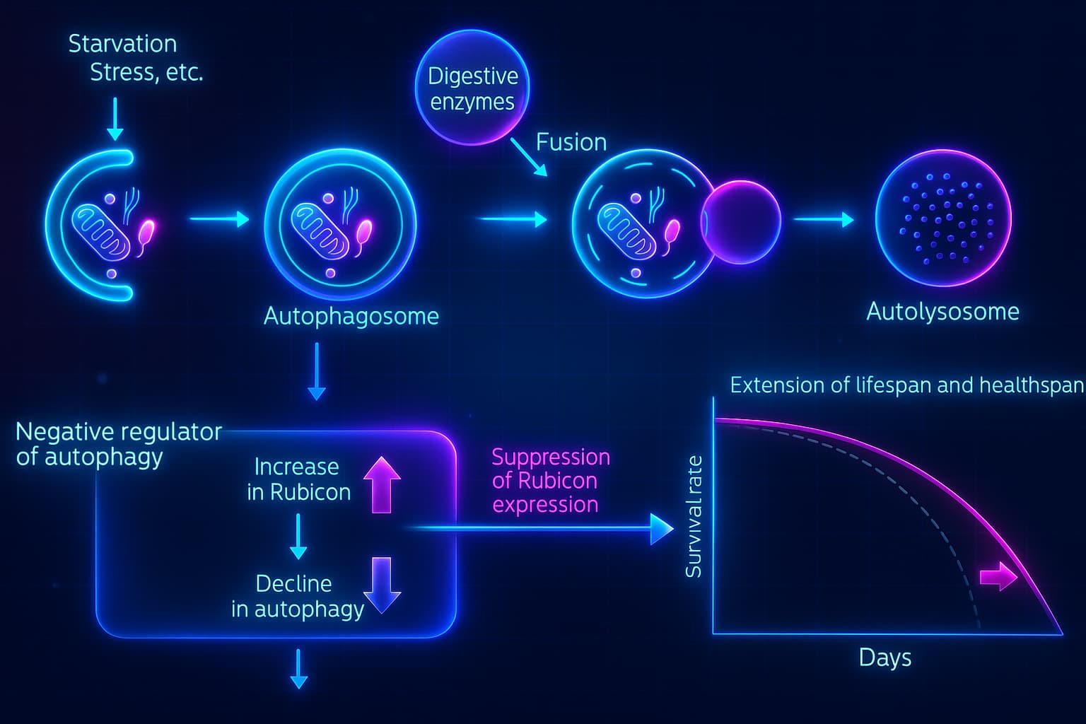 Scientific illustration showing how upregulation of Rubicon protein enhances autophagy, reduces inflammation, and promotes cellular longevity in aging organisms