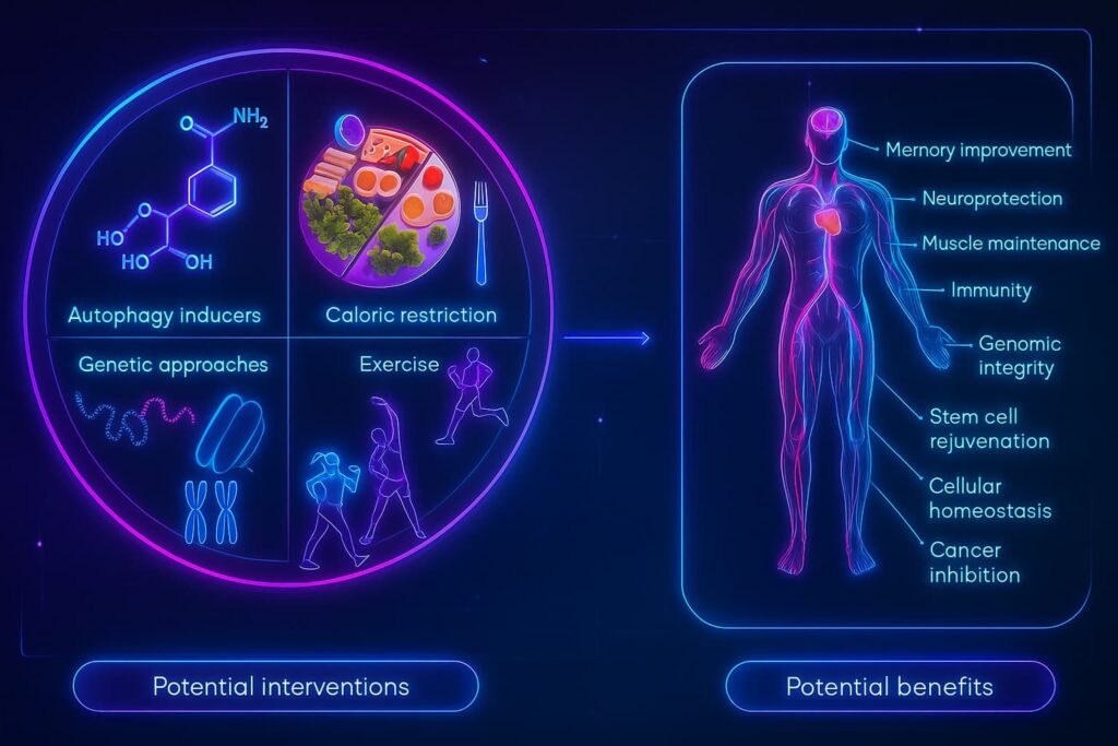 Image illustrating lifestyle habits that support autophagy, including fasting, exercise, quality sleep, and hormetic stress—promoting cellular cleanup, healthy aging, and longevity.