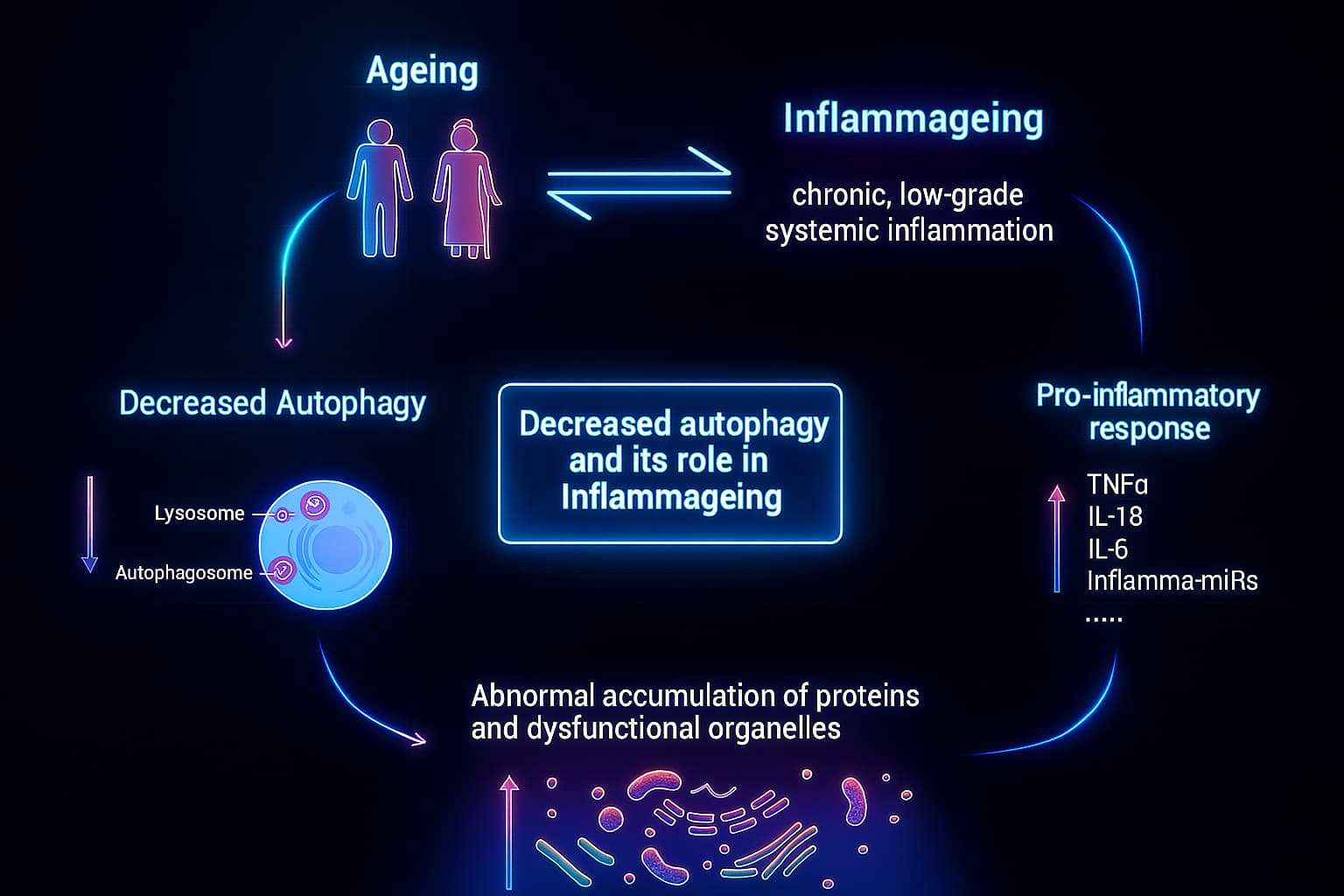 Illustration showing the link between autophagy and aging, highlighting how impaired autophagy leads to cellular damage, toxic buildup, and loss of resilience—key drivers of aging and decline in longevity.
