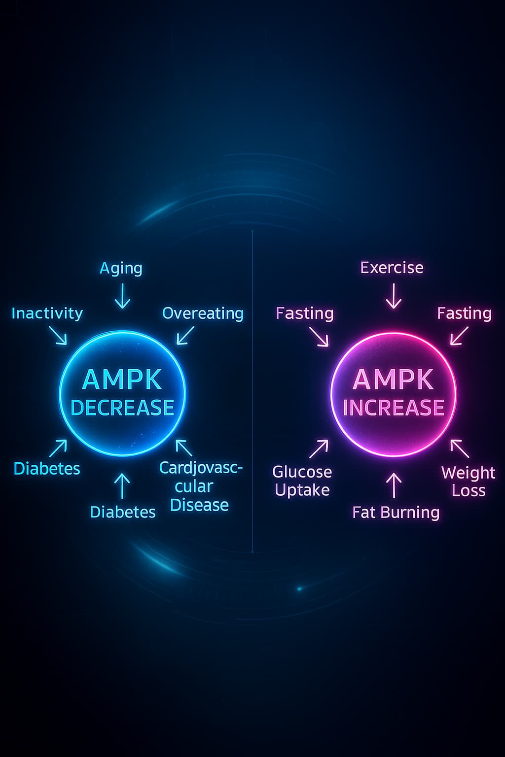 Illustration showing age-related decline in AMPK activity, leading to reduced autophagy and impaired metabolic flexibility — a hallmark of aging linked to nutrient sensing dysfunction