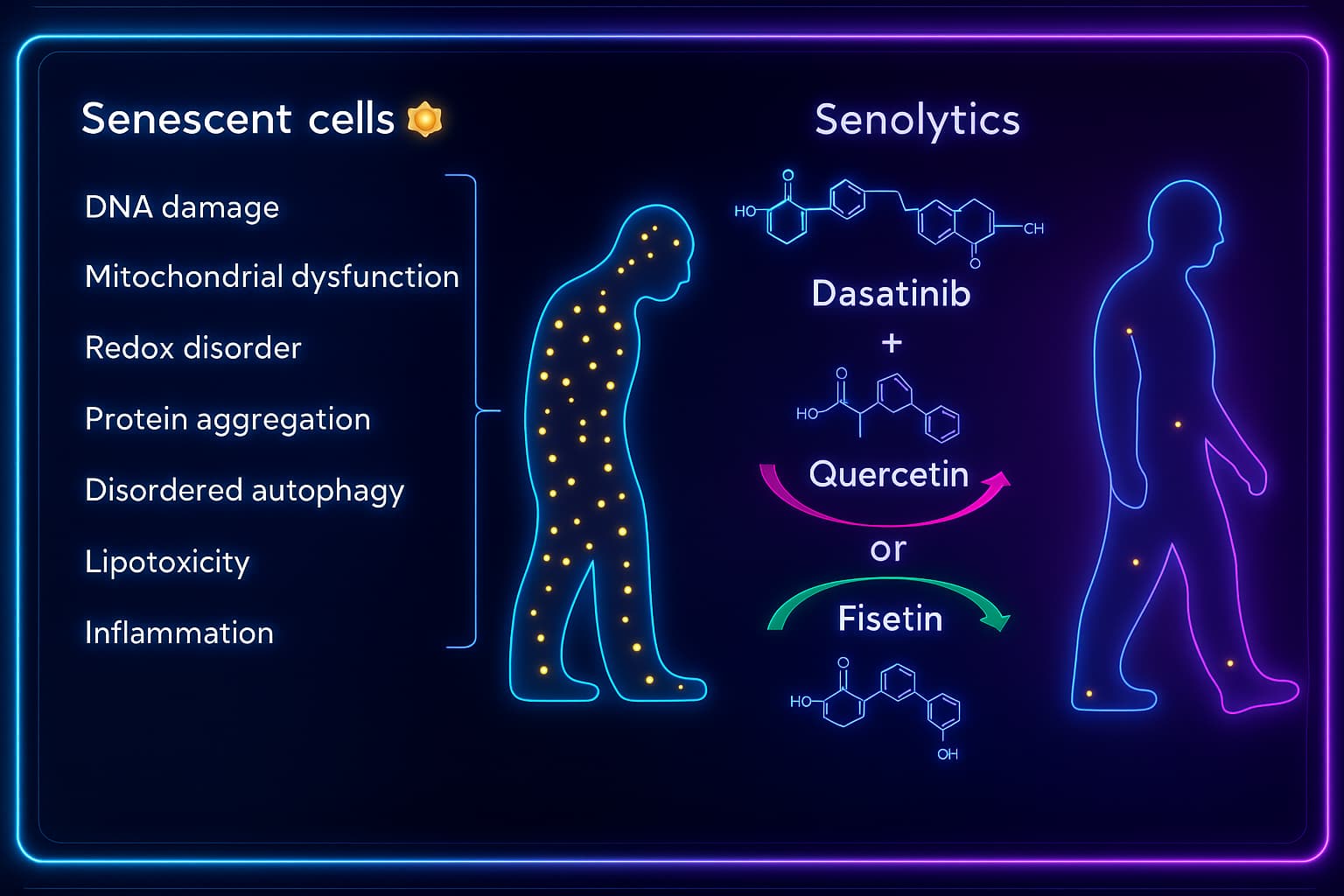 Graphic of Fisetin clearing senescent cells and reducing inflammation—an anti-aging supplement that supports cellular health, longevity, and tissue regeneration by targeting cellular senescence and chronic inflammation.