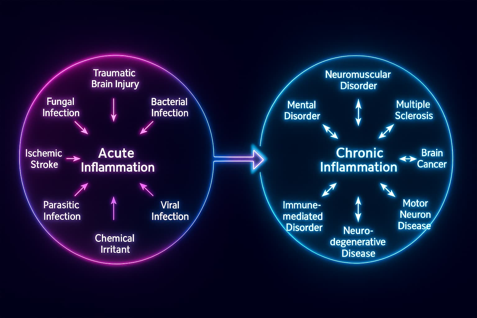 Comparison image of acute vs. chronic inflammation showing immune response intensity, cytokine levels, and tissue damage — highlighting the role of inflammaging in aging and longevity.
