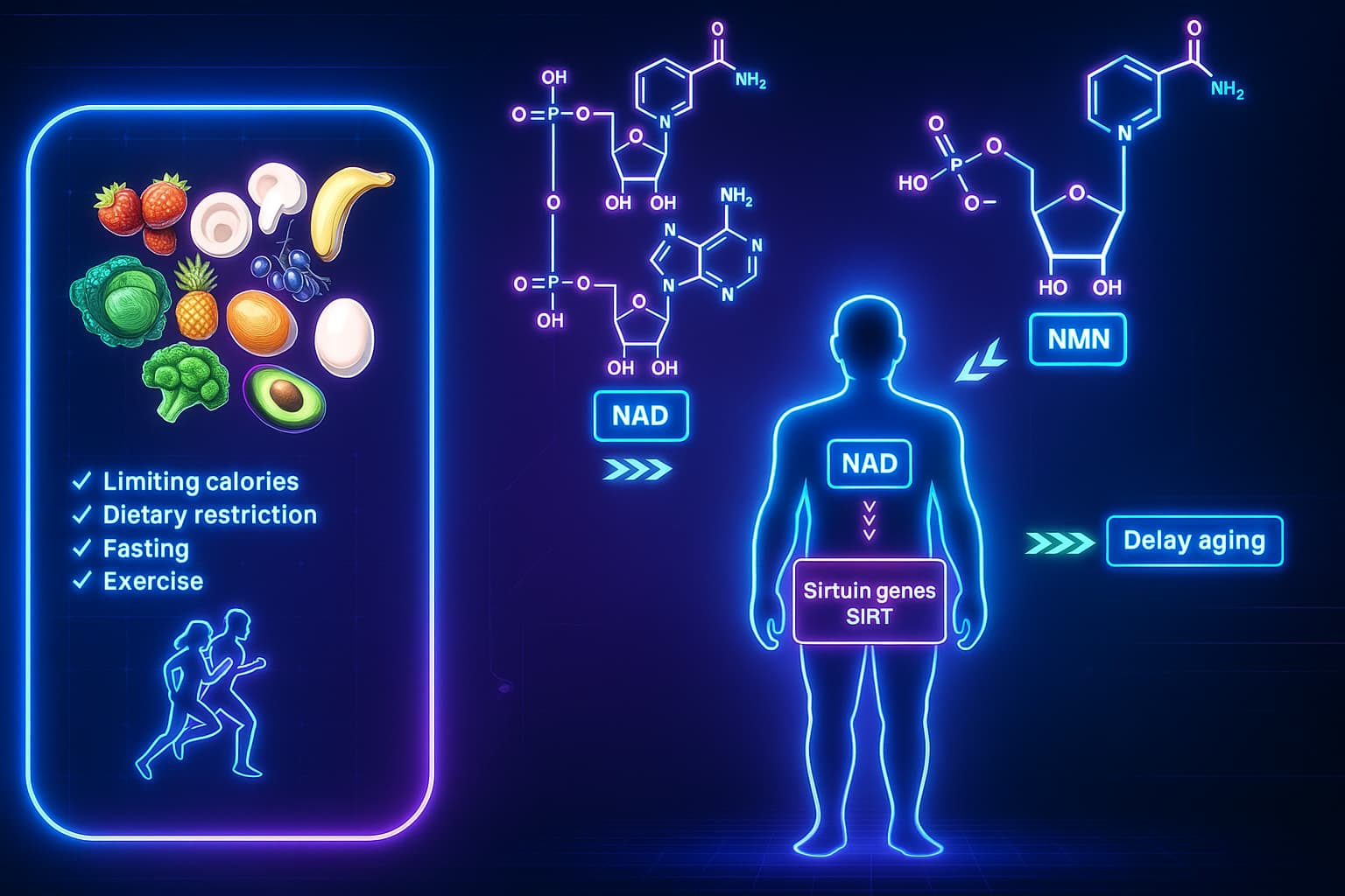 Illustration of NMN boosting NAD⁺ levels to support cellular health, DNA repair, mitochondrial function, and energy metabolism—one of the top longevity supplements for anti-aging.