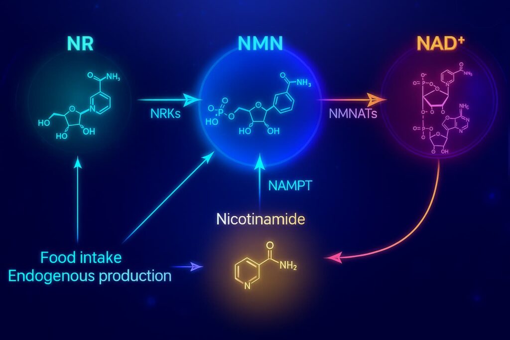 Diagram showing how NMN converts into NAD⁺ inside the cell, illustrating the biological pathway supported by the best NAD supplements and top-rated NMN supplements. Ideal for understanding how NAD⁺ supplements work to restore cellular energy.
