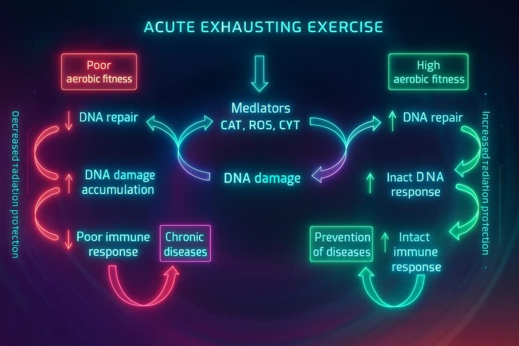 Illustration showing how regular exercise and aging are connected through reduced DNA damage repair, highlighting health and fitness benefits, anti-aging exercises for longevity, and workout and longevity strategies that protect genomic stability.
