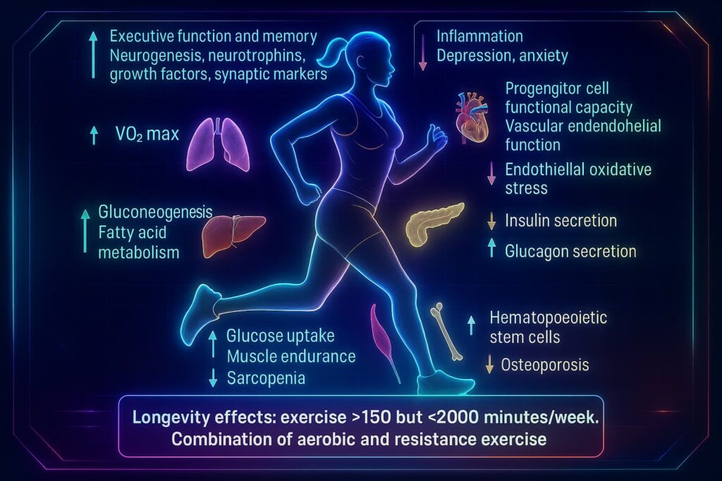Illustration highlighting the connection between exercise and aging, showcasing health and fitness benefits, anti-aging exercises for longevity, and workout and longevity strategies that extend lifespan and improve overall vitality.