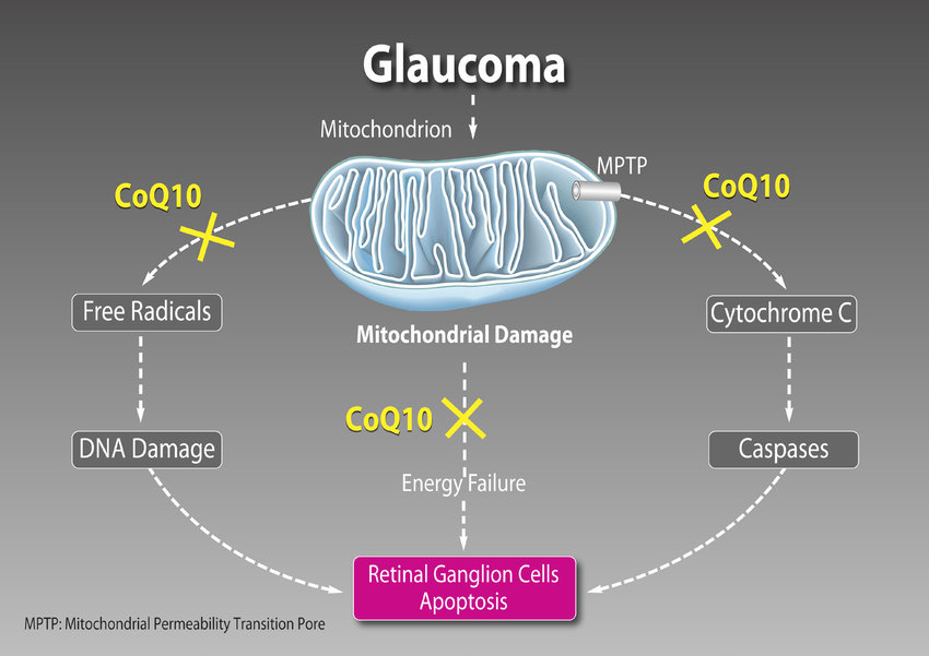 Illustration of CoQ10 mechanism showing how this longevity supplement supports mitochondrial energy production, protects against oxidative stress, and promotes cellular health — a leading anti-aging supplement for healthy aging and longevity.