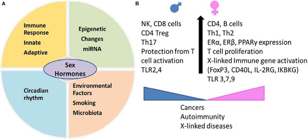 Scientific illustration of the immune system influenced by sex hormones, showing how estrogen strengthens immune defenses while testosterone has different effects. The image highlights male vs female aging, longevity gender differences, and women vs men life expectancy by linking immunity, hormones, and why women live longer than men.