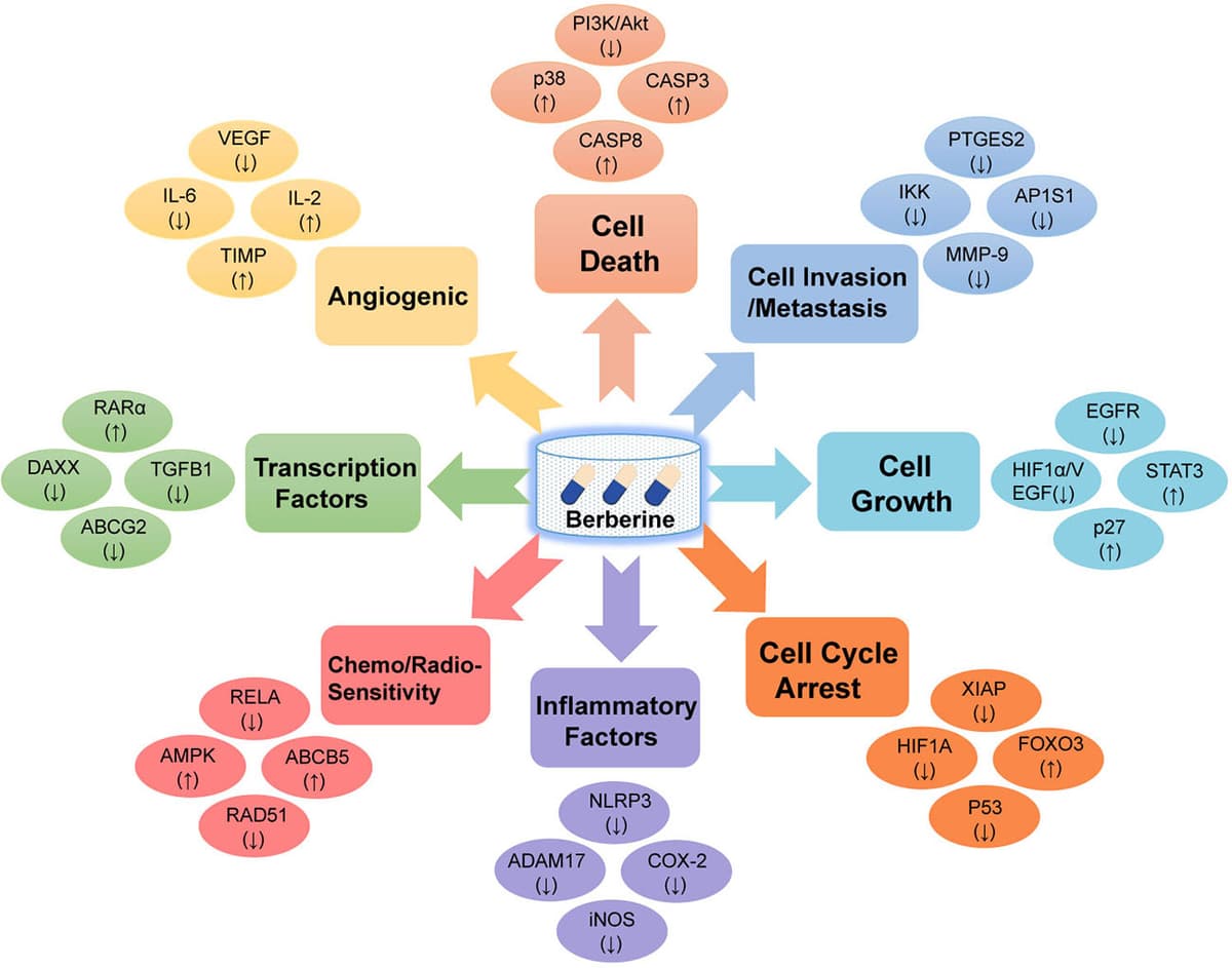 Illustration of berberine mechanism showing how this longevity supplement activates AMPK, improves metabolic health, and reduces inflammation — one of the best anti-aging supplements for healthy aging and cellular longevity.