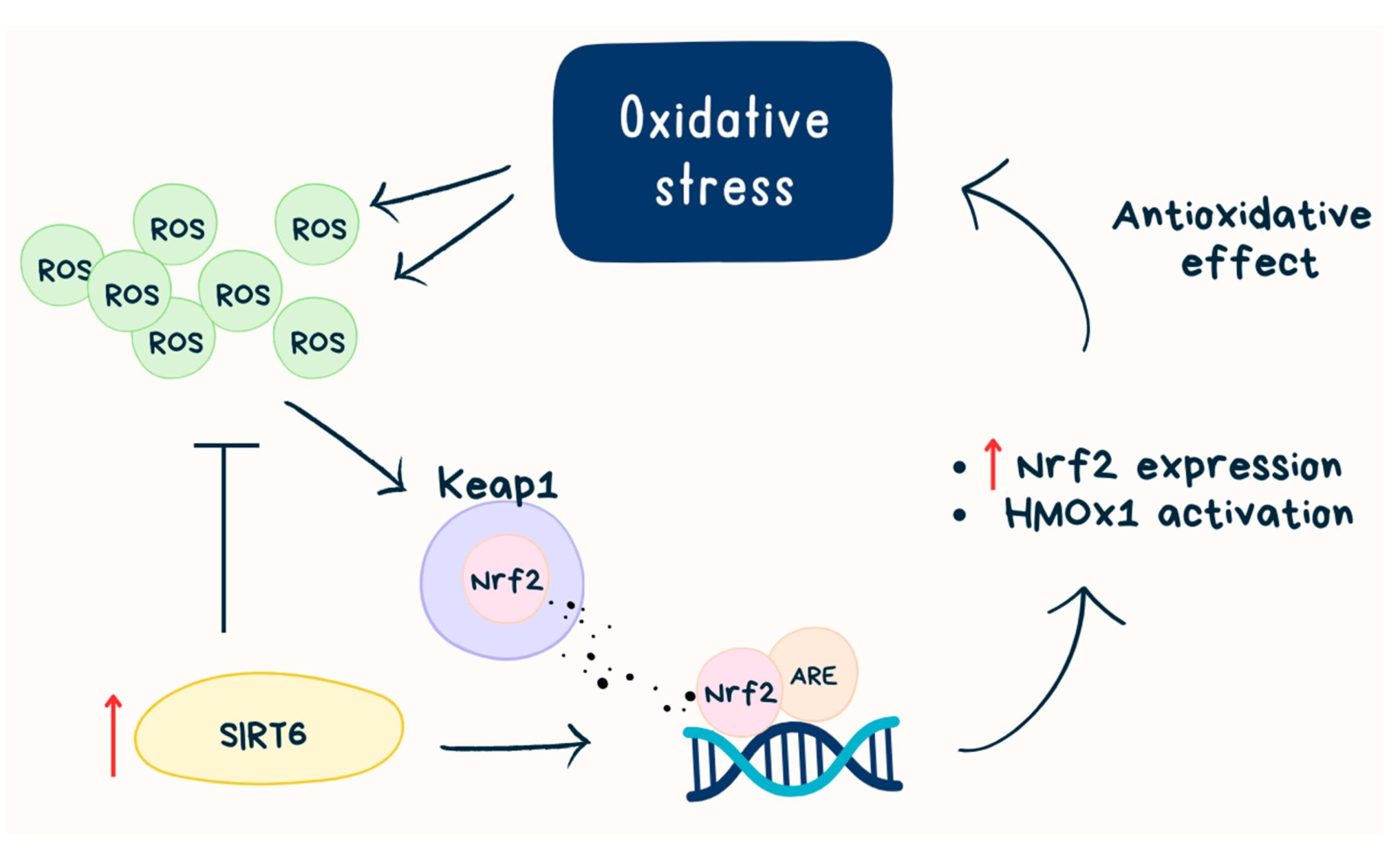 Diagram of SIRT6 activator mechanism showing how this longevity supplement boosts DNA repair, regulates metabolism, and enhances cellular resilience — one of the best anti-aging supplements for healthy aging and longevity.