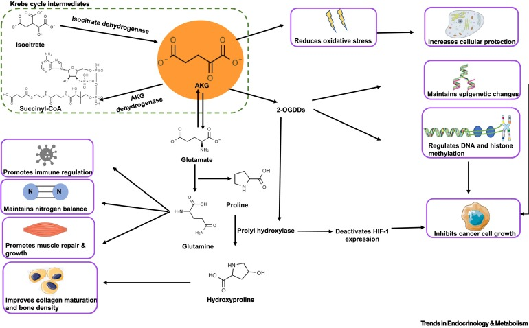 Illustration of Ca-AKG mechanism showing how this top longevity supplement supports cellular health, energy metabolism, and anti-aging pathways, one of the best supplements for healthy aging.