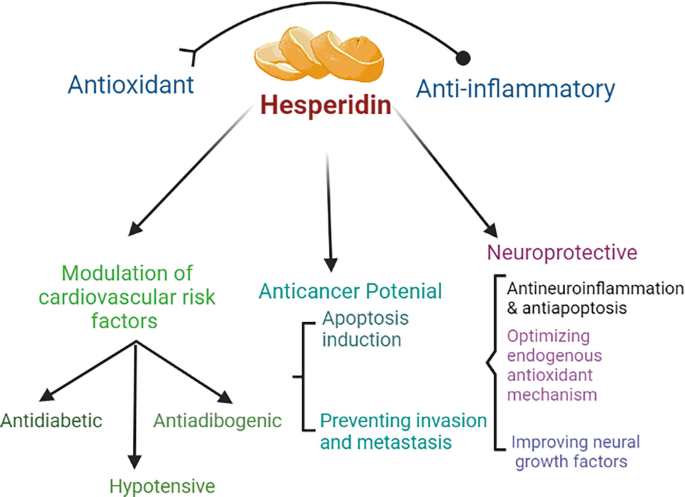 Mechanism of hesperidin showing how this citrus-derived longevity supplement improves vascular health, reduces oxidative stress, and supports cellular function — a top anti-aging supplement for healthy aging and longevity.
