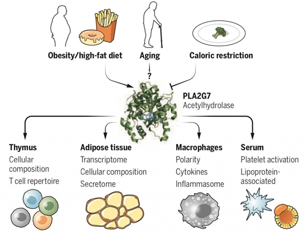 Illustration of caloric restriction and intermittent fasting showing how a longevity diet activates repair pathways. Reduced calories lower mTOR activity, activate AMPK, and boost autophagy. This process supports DNA repair, mitochondrial health, and metabolic balance. Caloric restriction is a key part of Lifespan Nutrition, anti-aging diets, and a diet for longevity using foods for longevity to slow the hallmarks of aging.