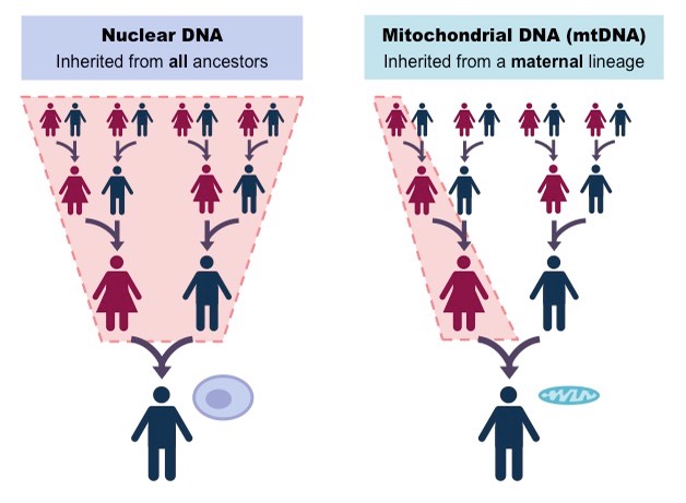 Visualization of mitochondrial inheritance showing how mitochondria and their DNA are passed down from the mother. The image connects mitochondrial health to women vs men life expectancy, male vs female aging, and longevity gender differences, highlighting why women live longer than men.