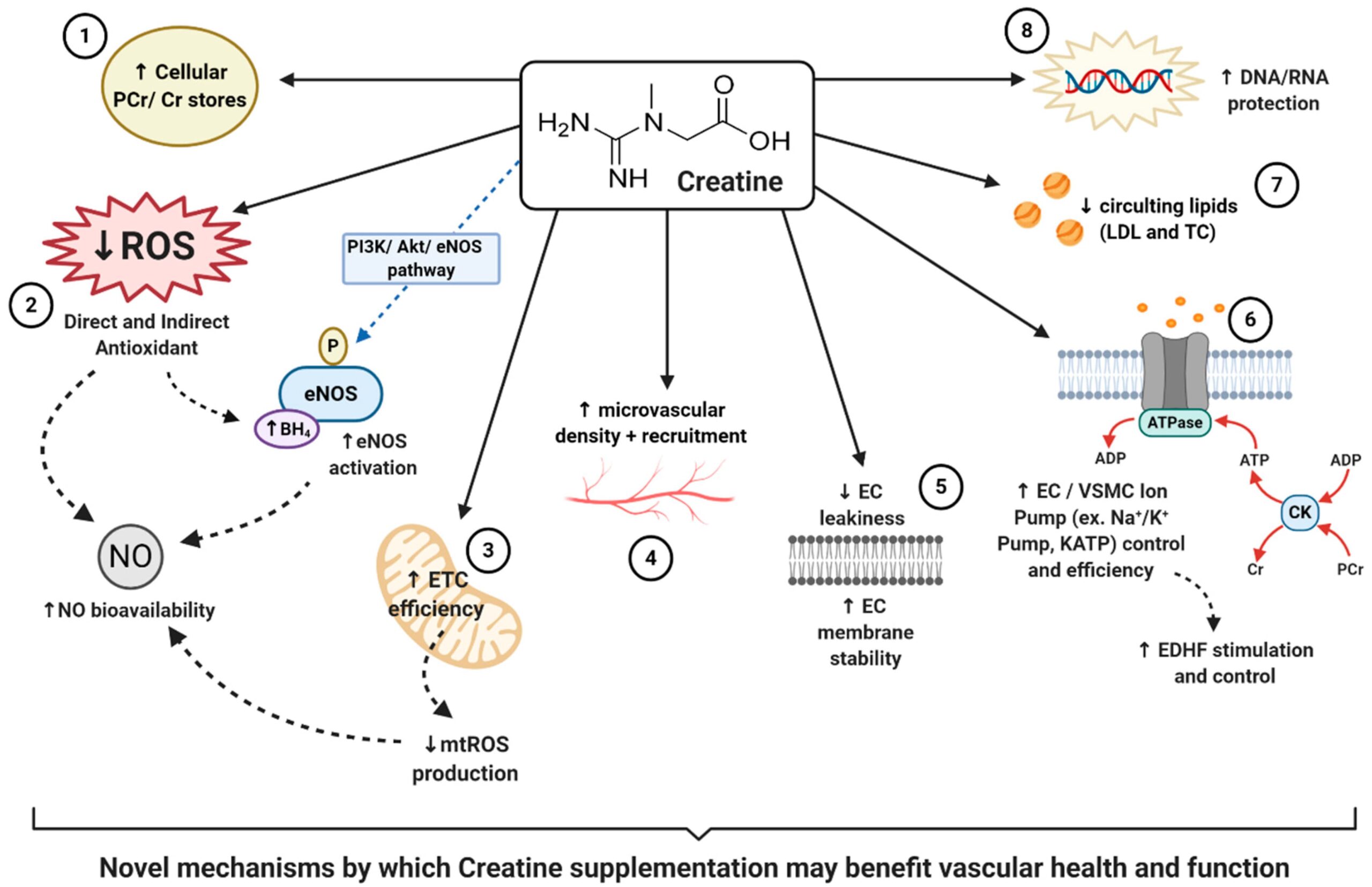 Diagram of creatine mechanism showing how this longevity supplement enhances cellular energy buffering, supports brain and muscle function, and promotes healthy aging — one of the top anti-aging supplements for longevity and cellular health.
