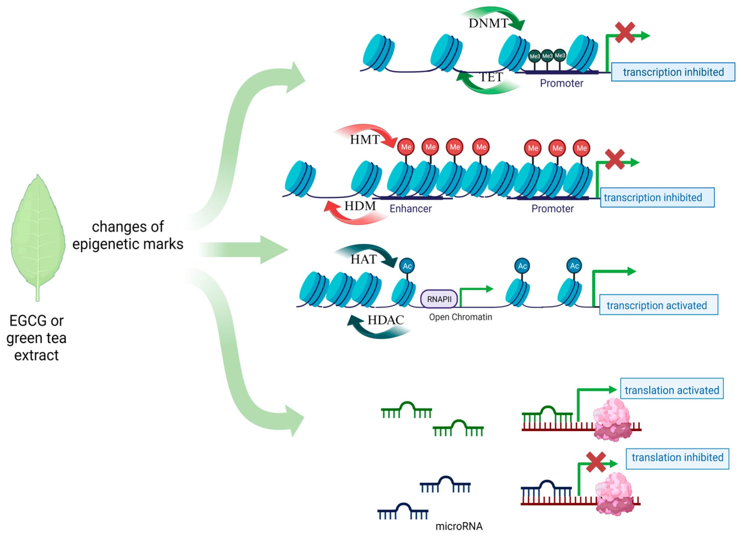 Diagram of EGCG mechanism from green tea extract showing how this longevity supplement clears senescent cells, reduces oxidative stress, and supports cellular health — a top anti-aging supplement for healthy aging and longevity.